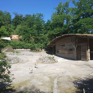Persian Gazelle paddock