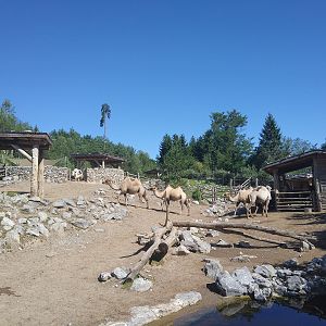 Bactrian Camels & Yaks