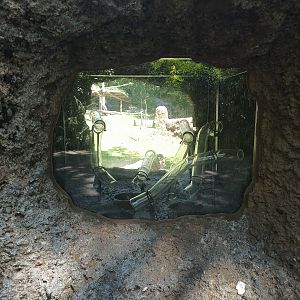 Anteater enrichment/education