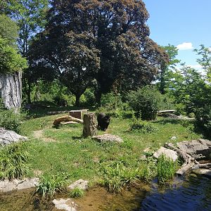 Spectacled Bear enclosure