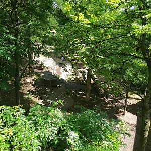 Asiatic Lion enclosure