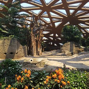 Asian Elephant indoors