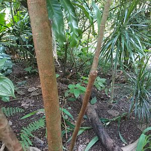 Pitta-like Ground-roller