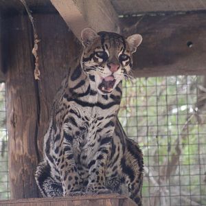 Ocelot