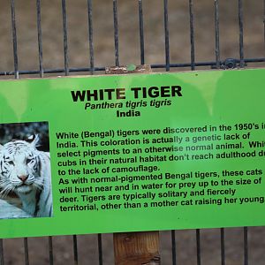 White "Bengal" Tiger Signage