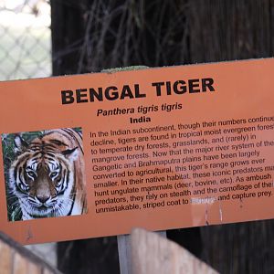 "Bengal" Tiger Signage