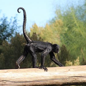 Colombian Spider Monkey