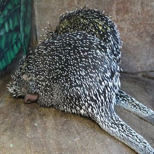 Bicolored-Spined Porcupine