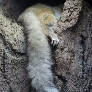 Brown Greater Galago