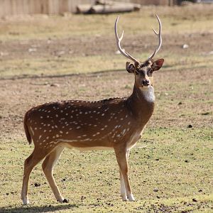 Chital Deer