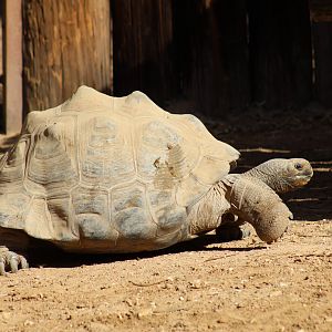 Galápagos Giant Tortoise