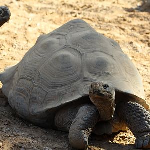 Galápagos Giant Tortoise