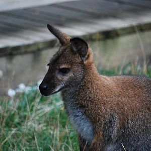Red-Necked Wallaby