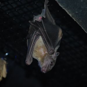Egyptian Fruit Bat