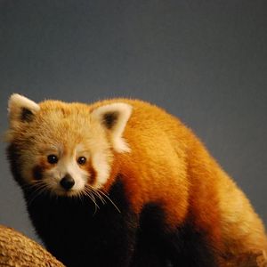 Red Panda
