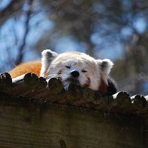Red Panda