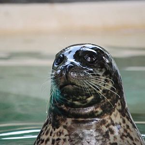 Harbor Seal