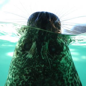 Harbor Seal