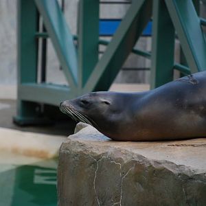 California Sea Lion