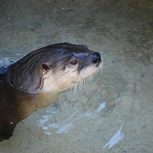 American River Otter