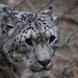 Snow Leopard