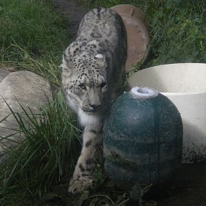 Snow Leopard