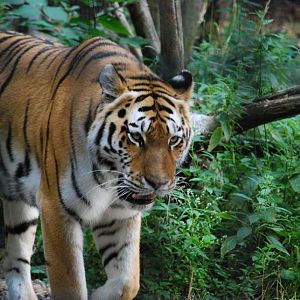 Amur Tiger