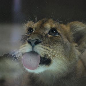 African Lion Cub