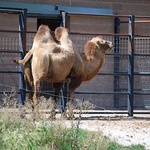 Bactrian Camel