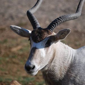 Addax