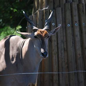 Common Eland
