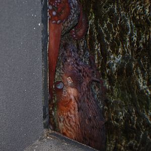 Giant Pacific Octopus