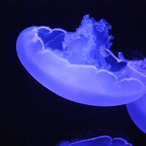 Moon Jellyfish