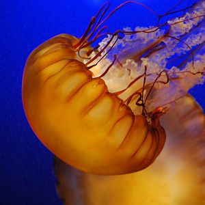 Pacific Sea Nettle