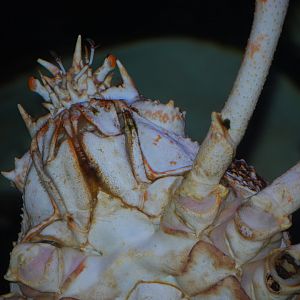 Japanese Spider Crab