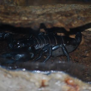 Asian Forest Scorpion