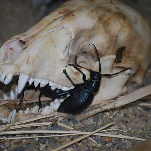 Cactus Longhorn Beetle