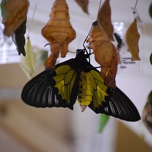 Golden Birdwing