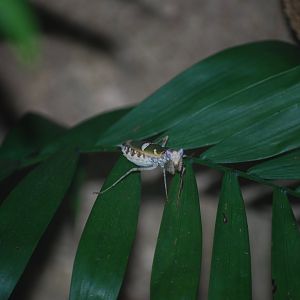 Indian Flower Mantis