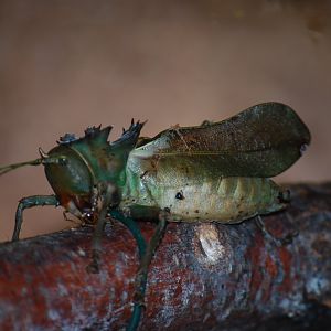 Dragon Headed Katydid