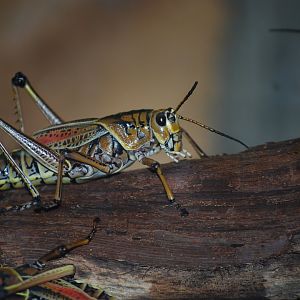 Eastern Lubber Grasshopper