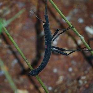Black Beauty Walking Stick