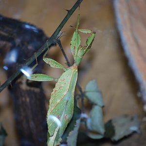Giant Leaf Insect