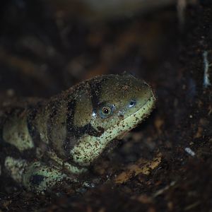 Blotched Tiger Salamander