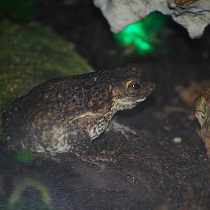 Puerto Rican Crested Toad