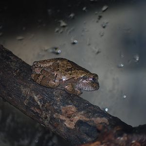 Cope's Grey Tree Frog