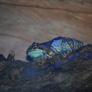 Amazon Milk Frog
