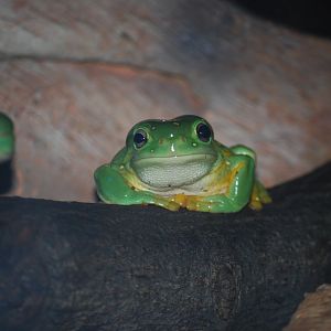 Magnificent Tree Frog
