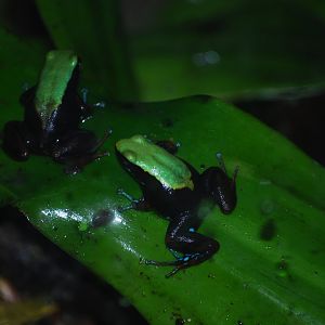 Mantella laevigata