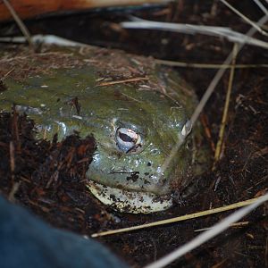 Giant African Bullfrog